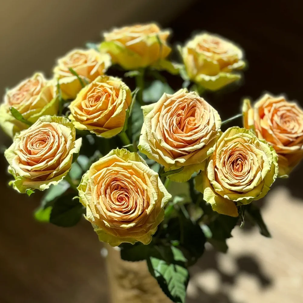 Teddy – Soft Brown Dutch Florist Rose (Own Root)