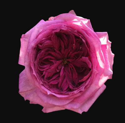 Thierry Marx – Fragrant Lilac-Pink French Shrub Rose (Own Root)