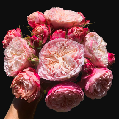 Victorian Classic – Salmon-Pink Dutch Florist Rose (Own Root)