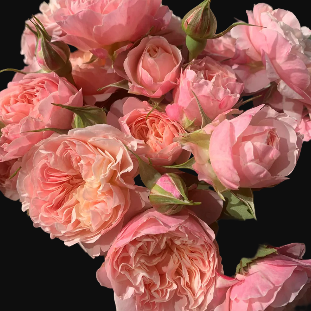 Victorian Classic – Salmon-Pink Dutch Florist Rose (Own Root)