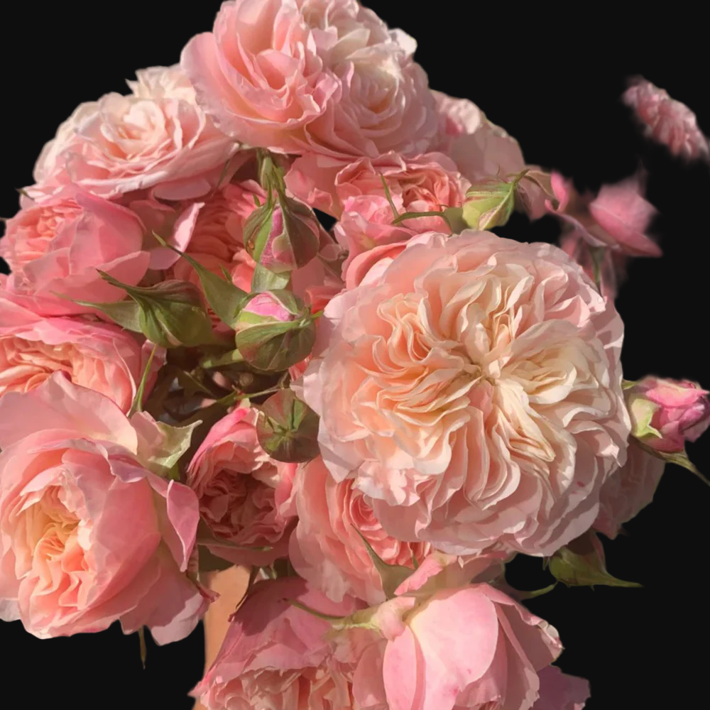 Victorian Classic – Salmon-Pink Dutch Florist Rose (Own Root)