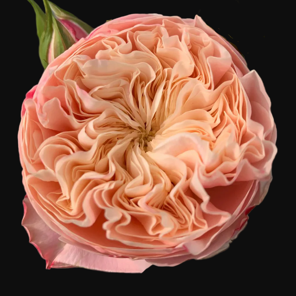 Victorian Classic – Salmon-Pink Dutch Florist Rose (Own Root)