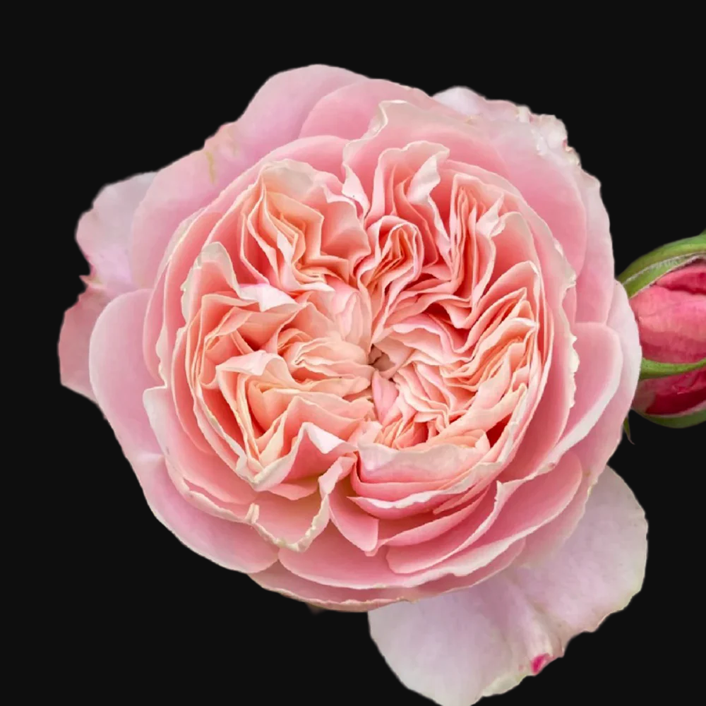 Victorian Classic – Salmon-Pink Dutch Florist Rose (Own Root)