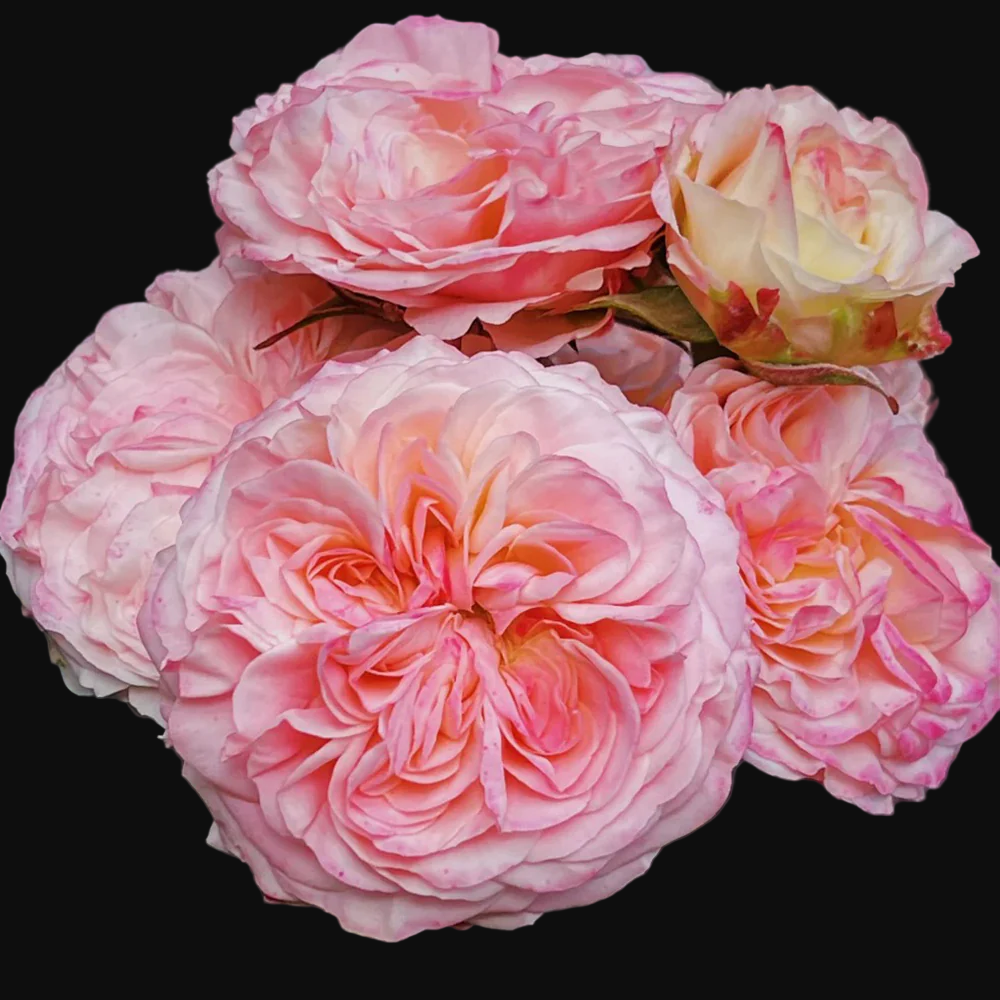 Victorian Classic – Salmon-Pink Dutch Florist Rose (Own Root)