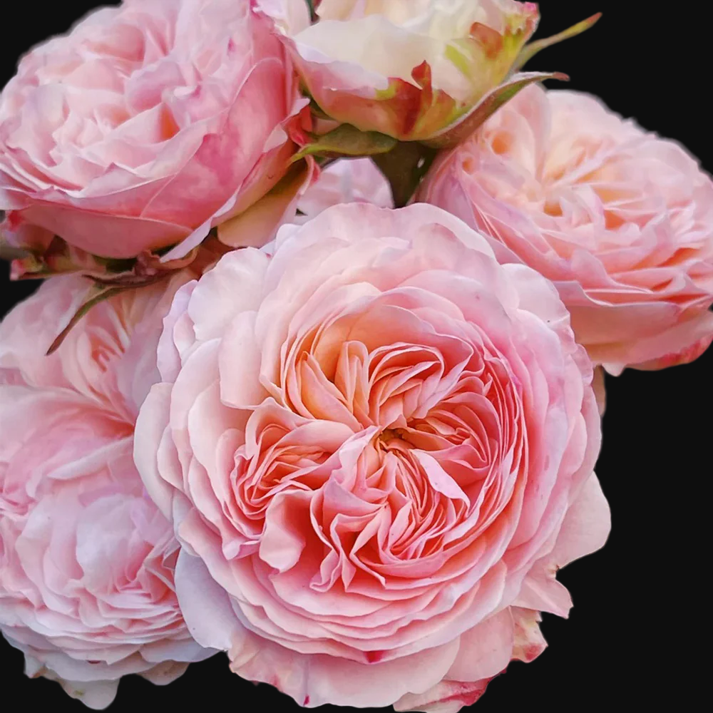 Victorian Classic – Salmon-Pink Dutch Florist Rose (Own Root)