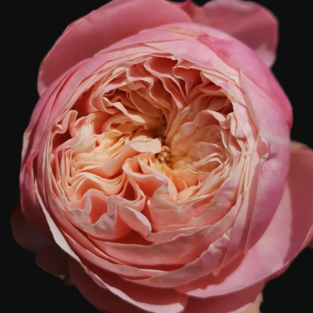 Victorian Classic – Salmon-Pink Dutch Florist Rose (Own Root)