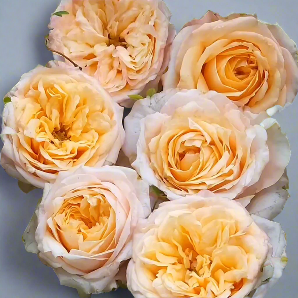 Victorian Peach – Peach & Pink Dutch Florist Rose (Own Root)