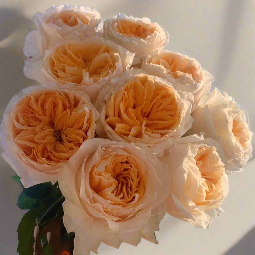 Victorian Peach – Peach & Pink Dutch Florist Rose (Own Root)