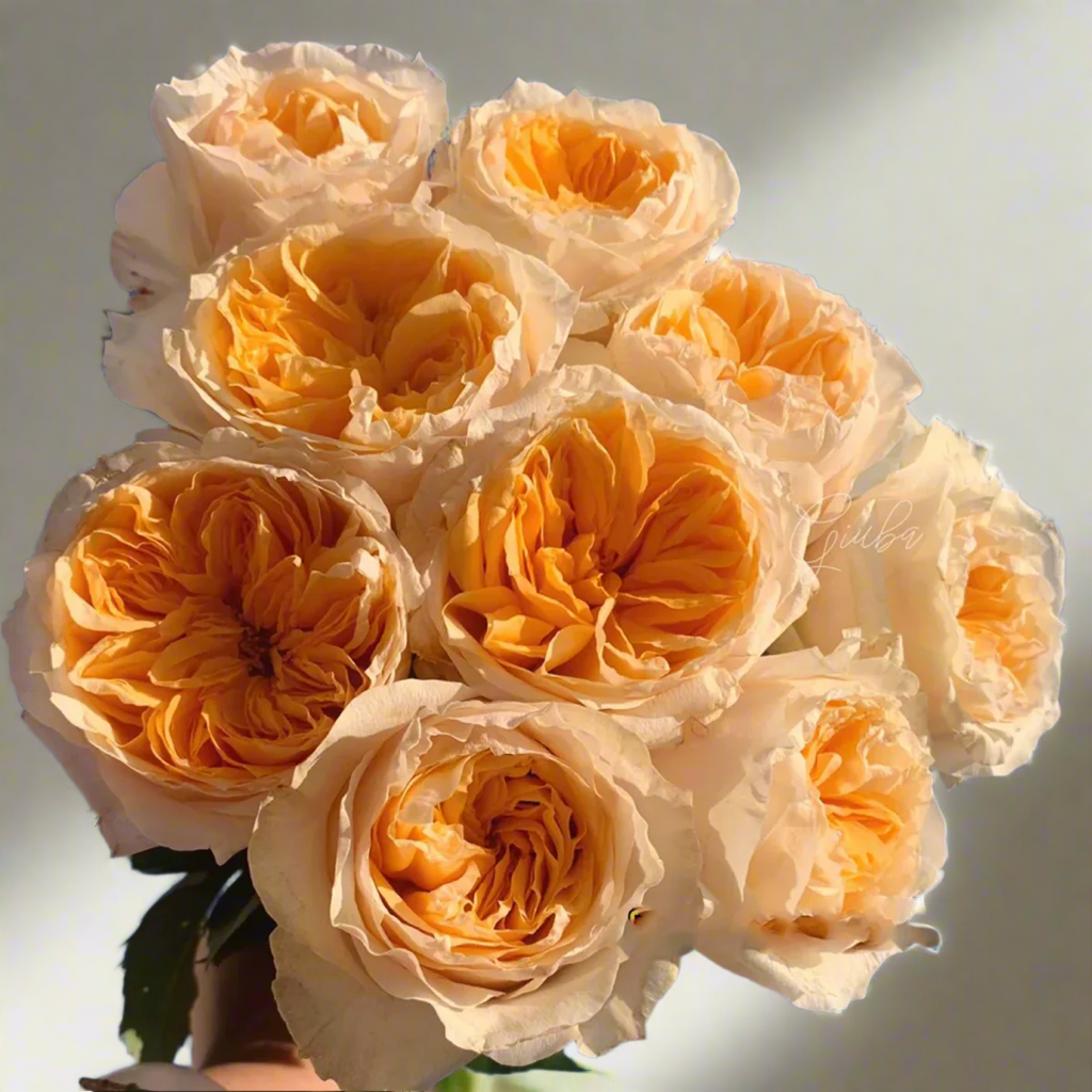 Victorian Peach – Peach & Pink Dutch Florist Rose (Own Root)