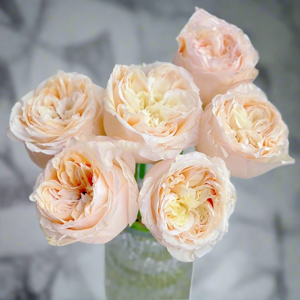 Victorian Peach – Peach & Pink Dutch Florist Rose (Own Root)