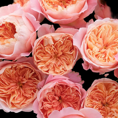 Victorian Secret – Coral-Pink Florist Shrub Rose from Netherlands (Own Root)