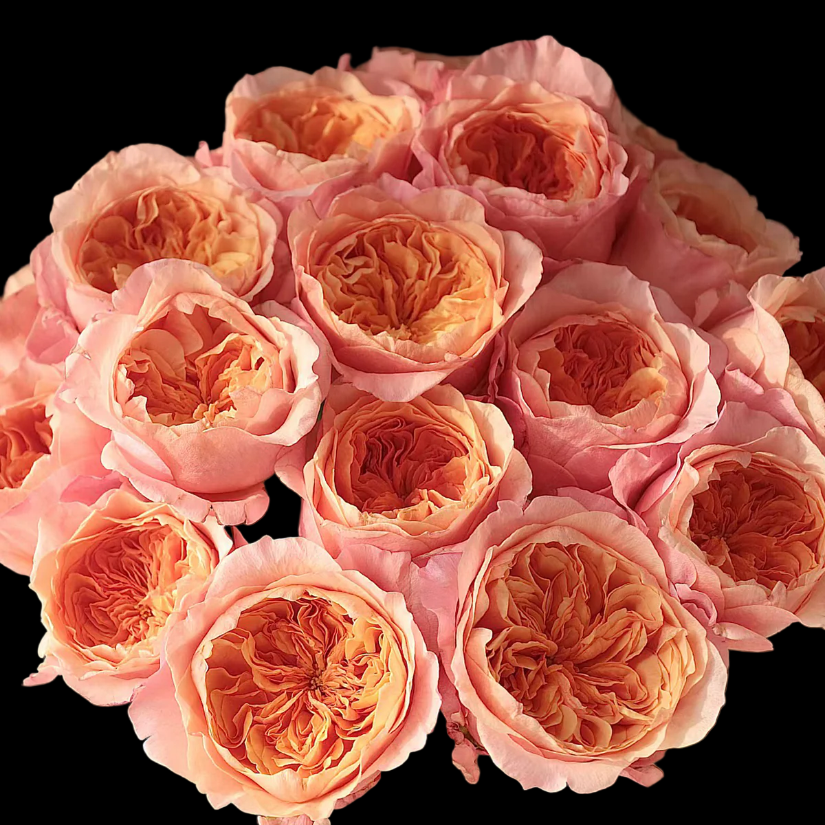 Victorian Secret – Coral-Pink Florist Shrub Rose from Netherlands (Own Root)