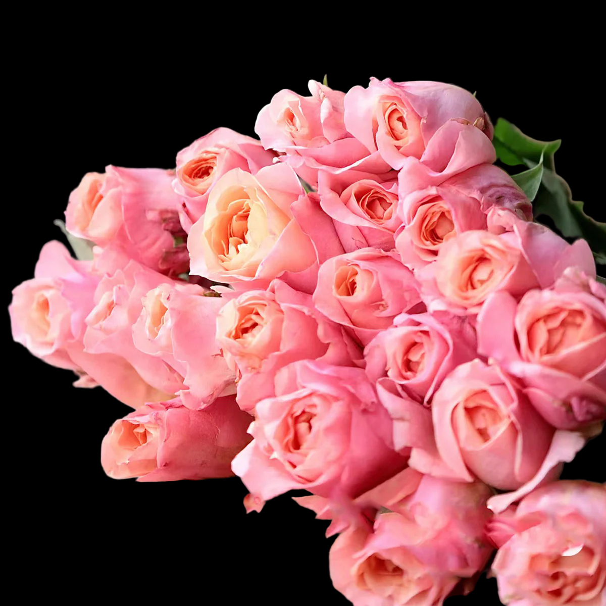 Victorian Secret – Coral-Pink Florist Shrub Rose from Netherlands (Own Root)