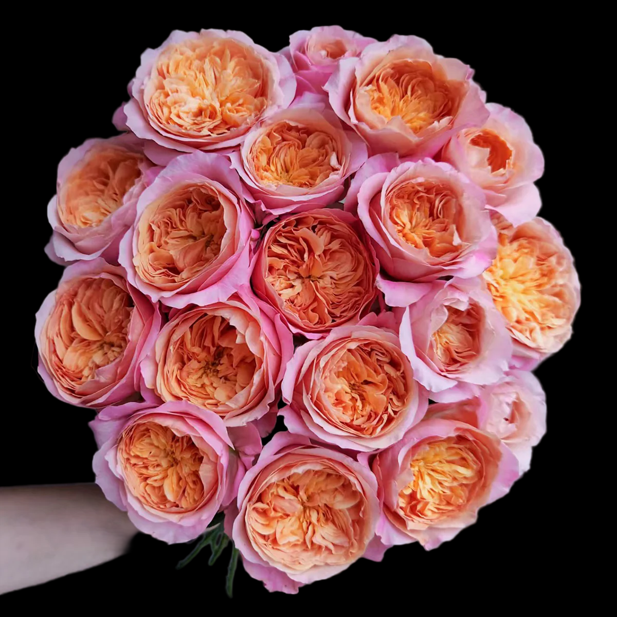 Victorian Secret – Coral-Pink Florist Shrub Rose from Netherlands (Own Root)