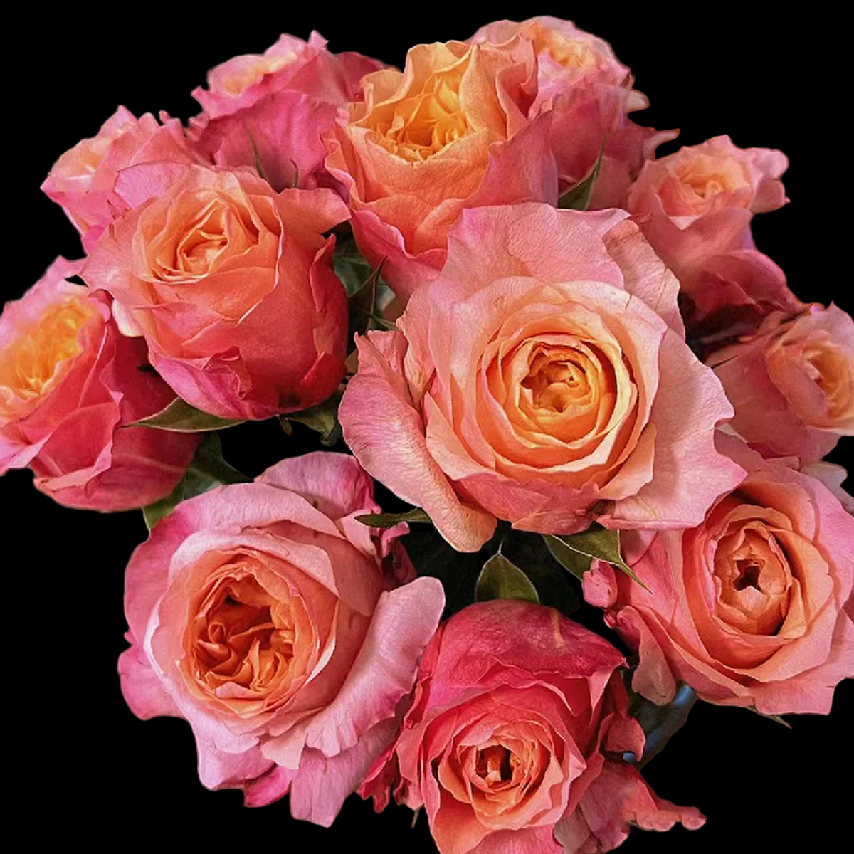 Victorian Secret – Coral-Pink Florist Shrub Rose from Netherlands (Own Root)