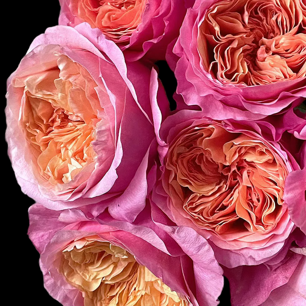 Victorian Secret – Coral-Pink Florist Shrub Rose from Netherlands (Own Root)