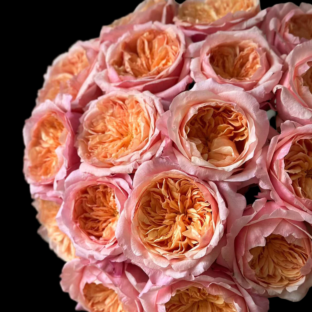 Victorian Secret – Coral-Pink Florist Shrub Rose from Netherlands (Own Root)