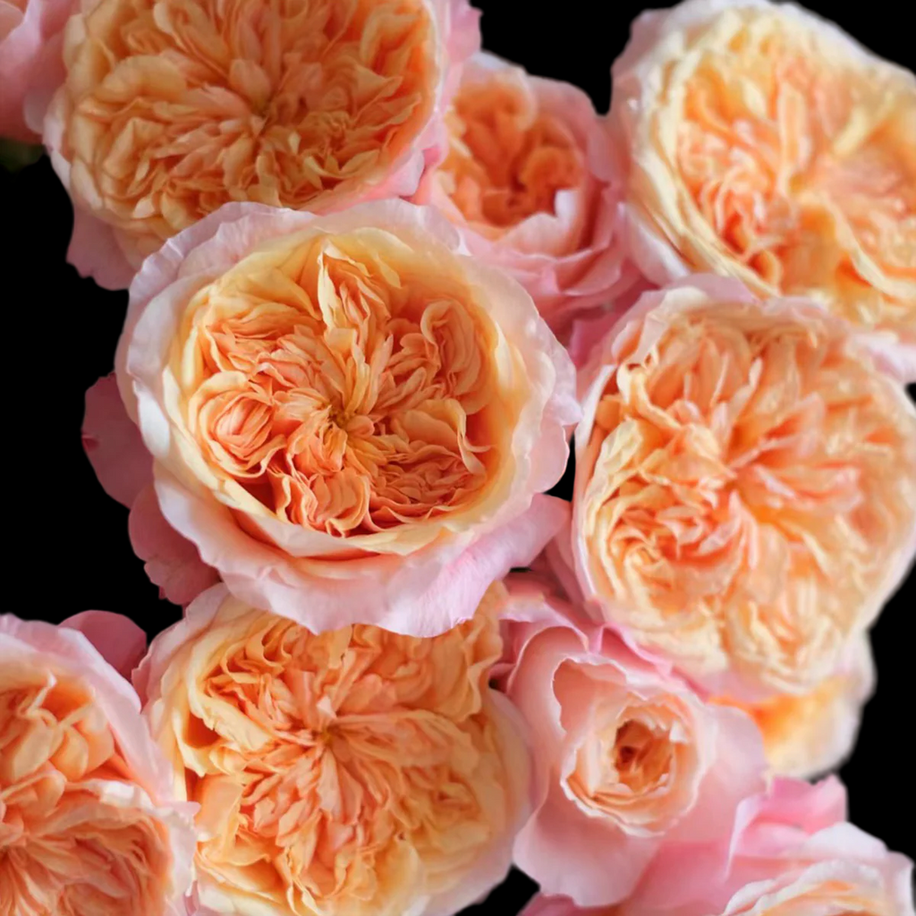 Victorian Secret – Coral-Pink Florist Shrub Rose from Netherlands (Own Root)