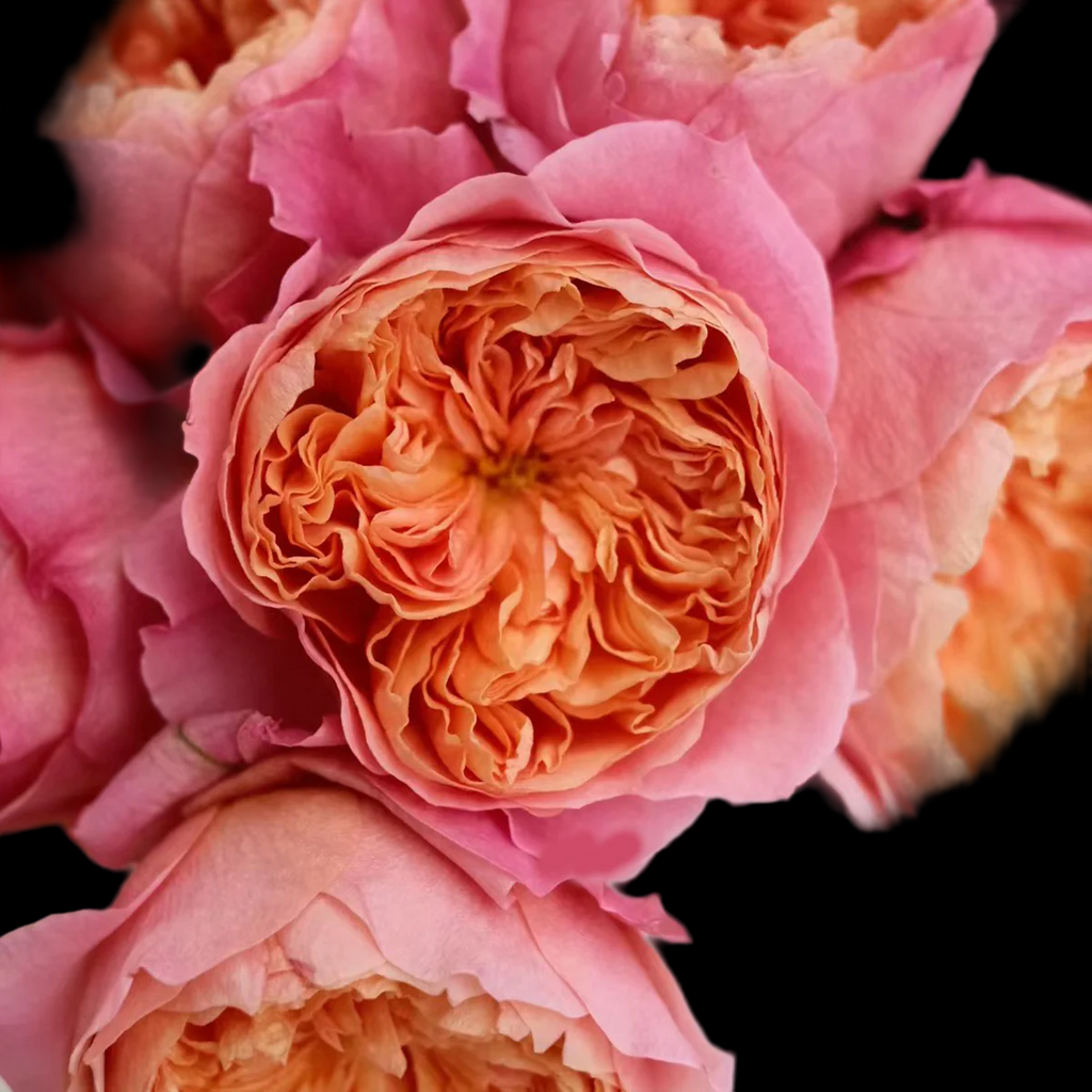 Victorian Secret – Coral-Pink Florist Shrub Rose from Netherlands (Own Root)