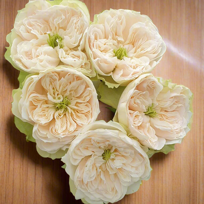 Whitbey Abbey – Ivory & Salmon Dutch Florist Rose (Own Root)