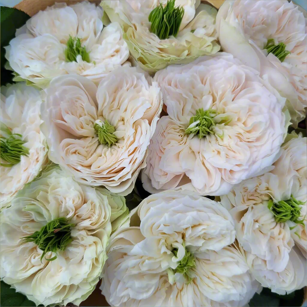 Whitbey Abbey – Ivory & Salmon Dutch Florist Rose (Own Root)