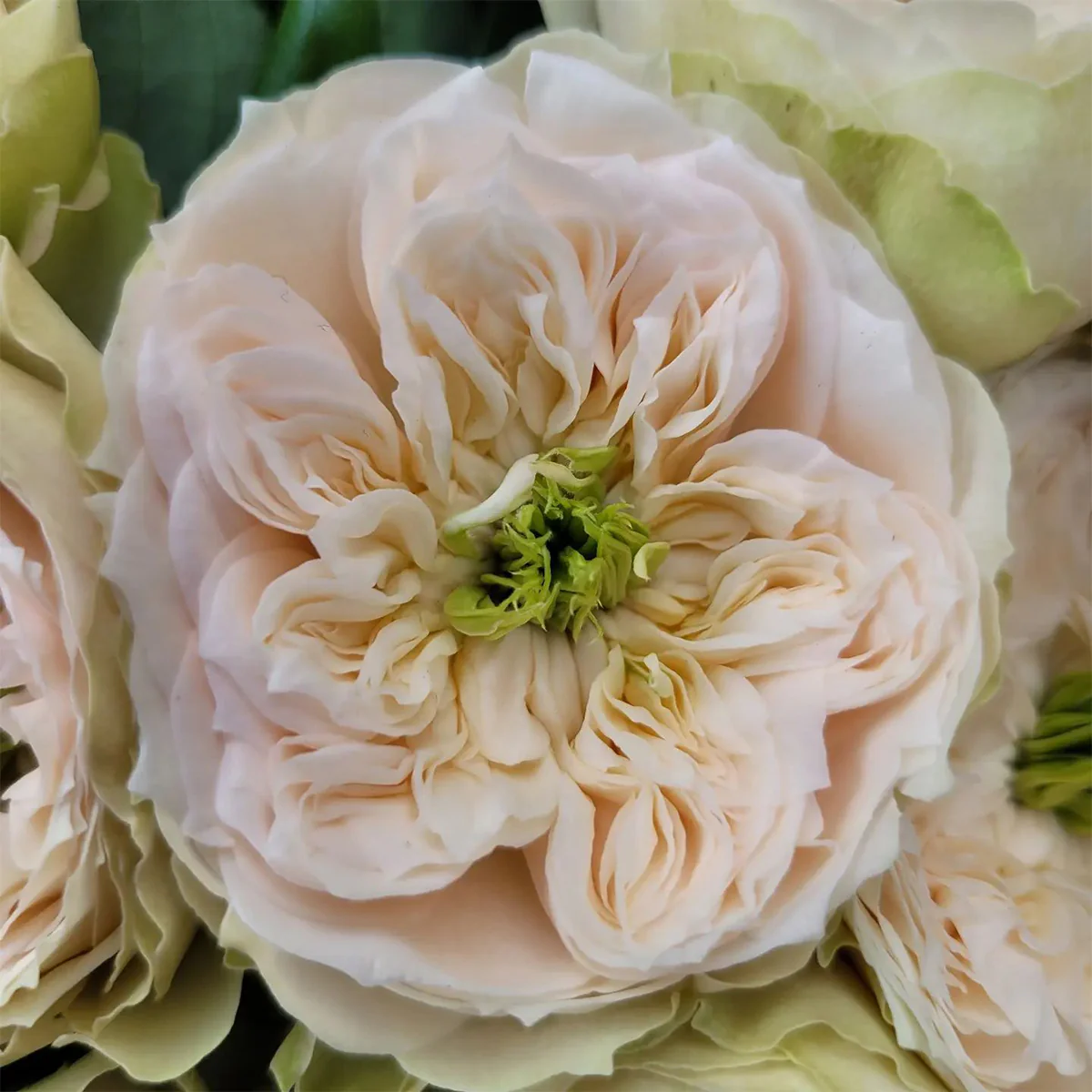 Whitbey Abbey – Ivory & Salmon Dutch Florist Rose (Own Root)