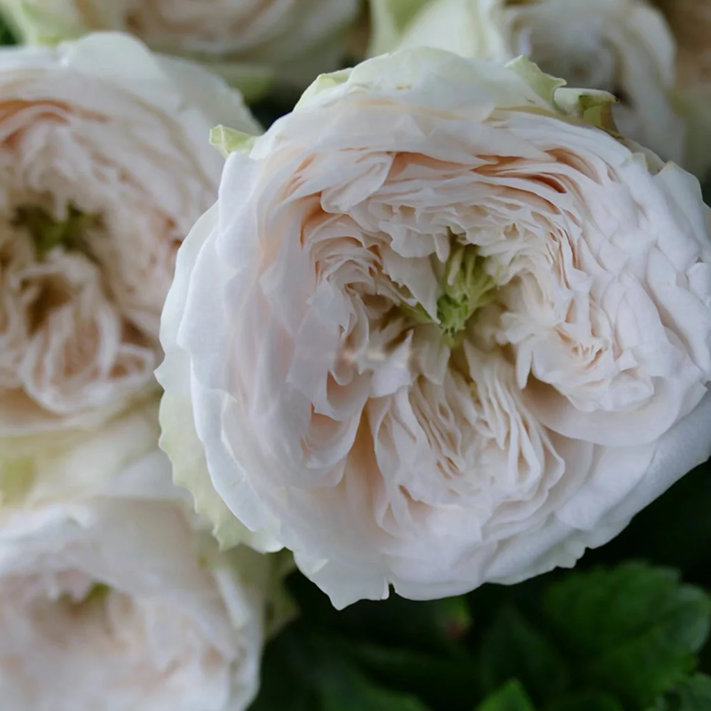 Whitbey Abbey – Ivory & Salmon Dutch Florist Rose (Own Root)