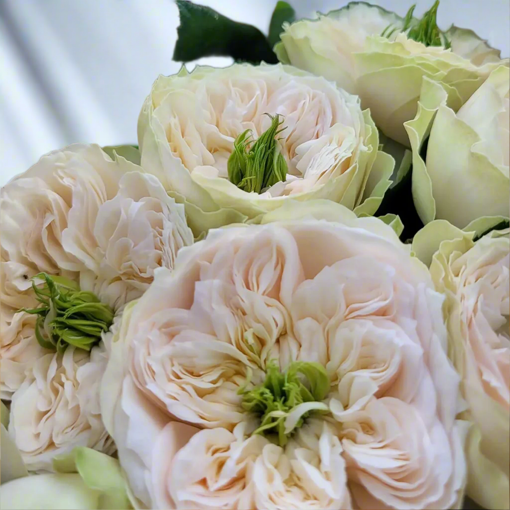 Whitbey Abbey – Ivory & Salmon Dutch Florist Rose (Own Root)