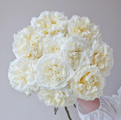 White Ashley – Milky-White German Florist Rose (Own Root)