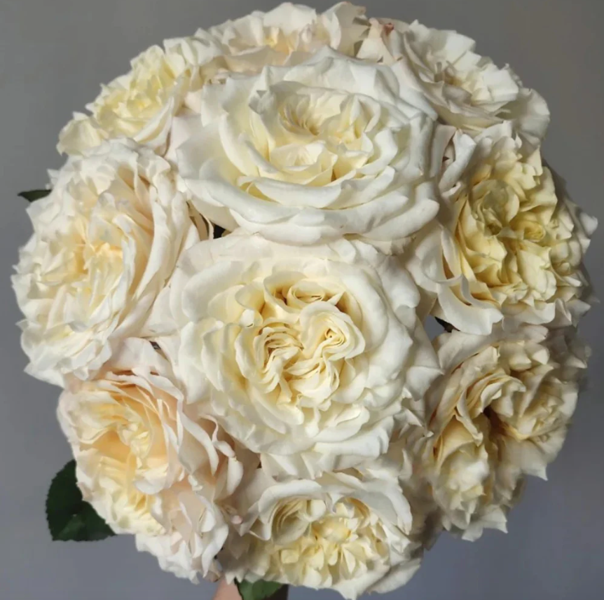 White Ashley – Milky-White German Florist Rose (Own Root)