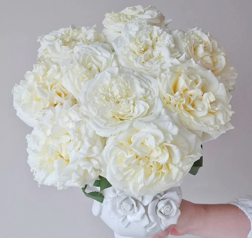White Ashley – Milky-White German Florist Rose (Own Root)