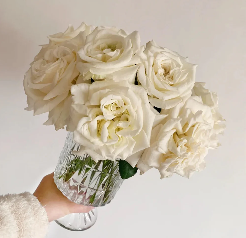 White Ashley – Milky-White German Florist Rose (Own Root)