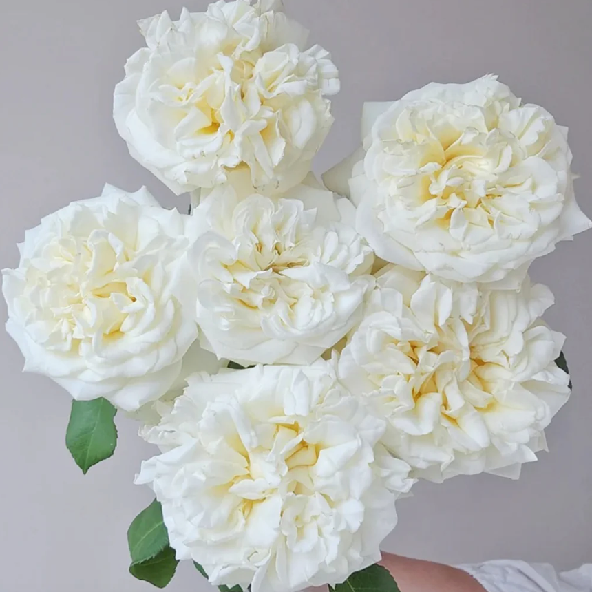 White Ashley – Milky-White German Florist Rose (Own Root)