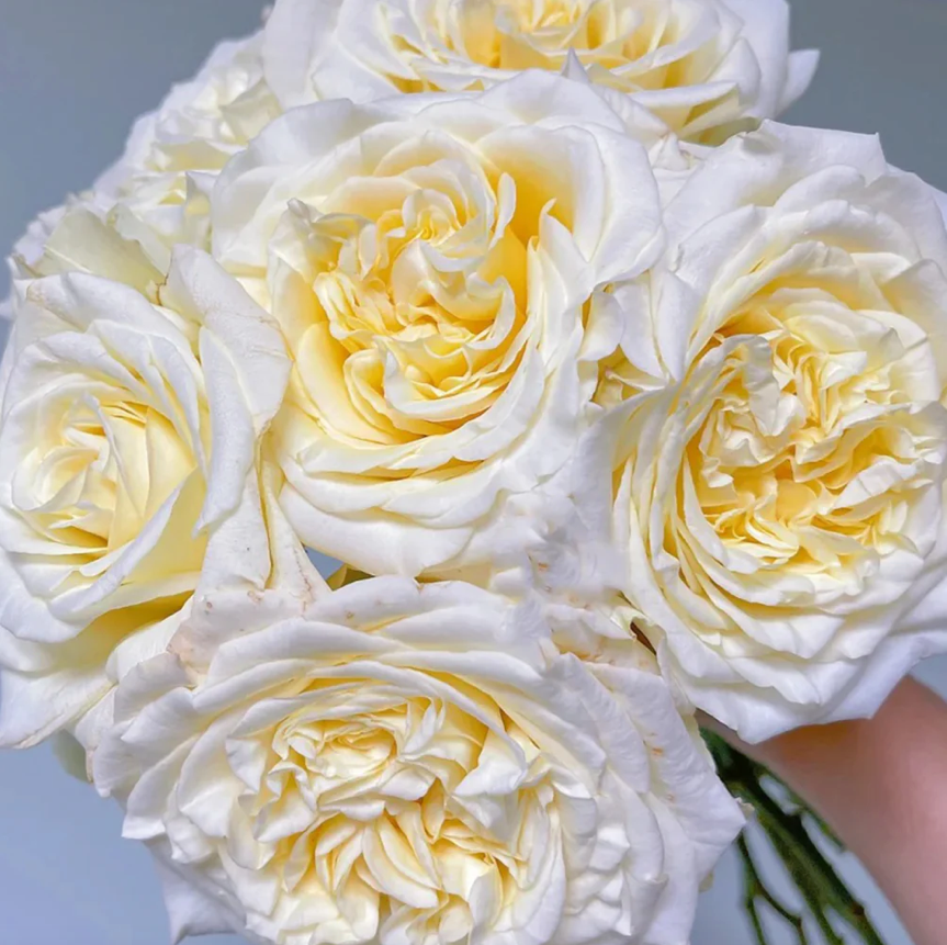 White Ashley – Milky-White German Florist Rose (Own Root)