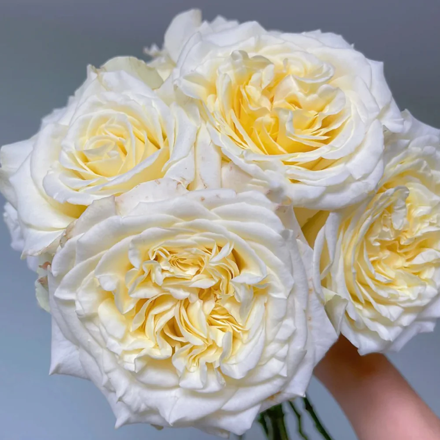White Ashley – Milky-White German Florist Rose (Own Root)