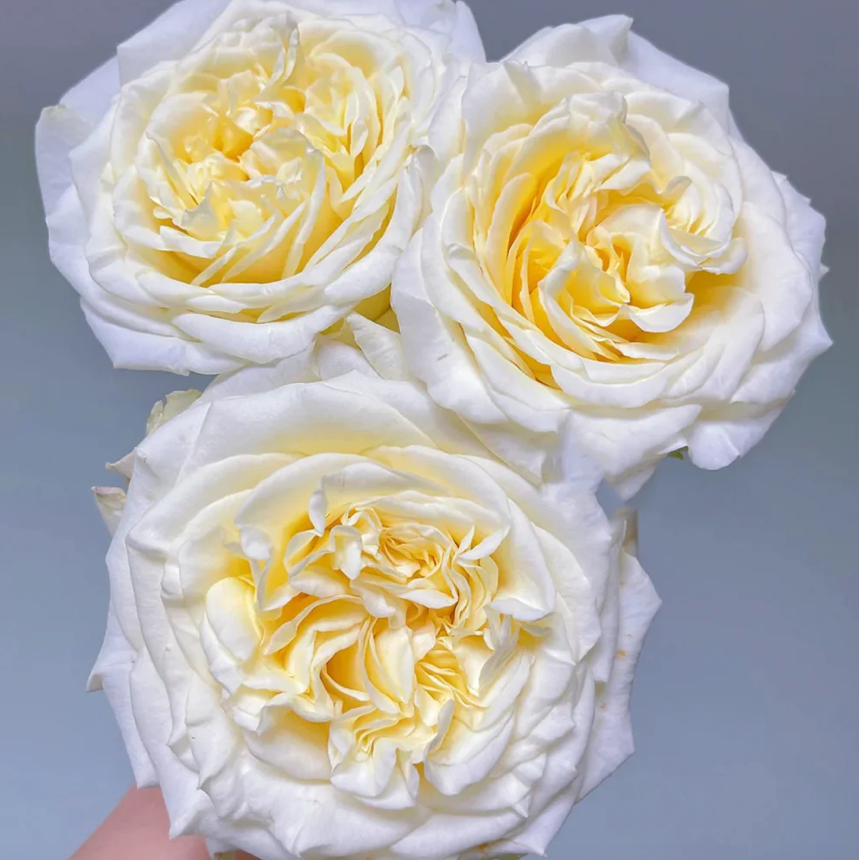 White Ashley – Milky-White German Florist Rose (Own Root)