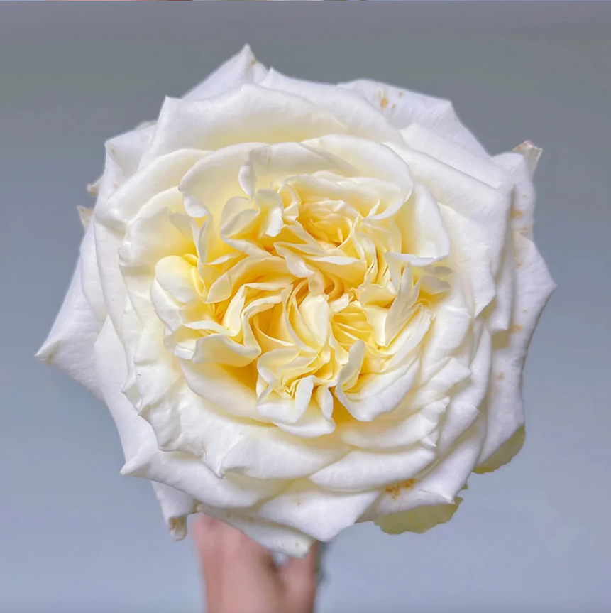 White Ashley – Milky-White German Florist Rose (Own Root)