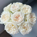 White O’Hara – Fragrant Ivory French Florist Rose (Own Root)