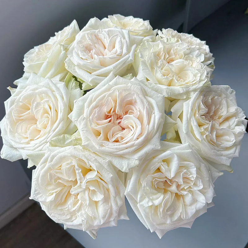 Fragrant collection, White O’Hara – Fragrant Ivory French Florist Rose (Own Root)