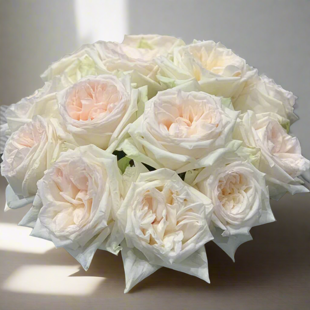 White O’Hara – Fragrant Ivory French Florist Rose (Own Root)