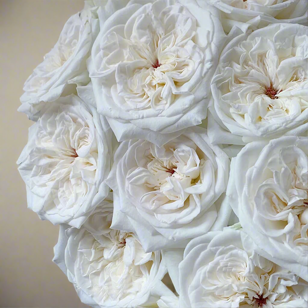 White O’Hara – Fragrant Ivory French Florist Rose (Own Root)