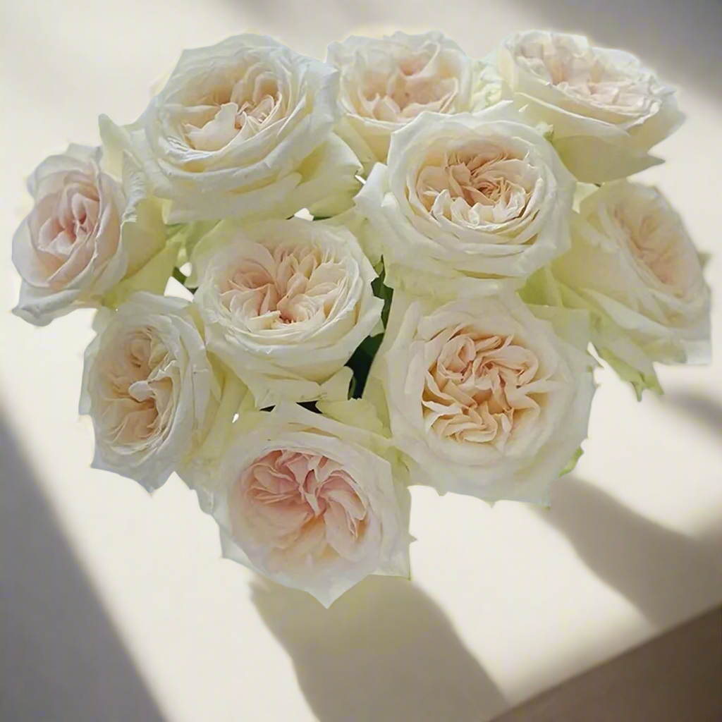 White O’Hara – Fragrant Ivory French Florist Rose (Own Root)