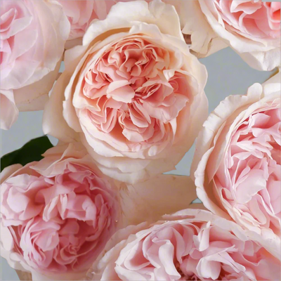 Xiang Sai Xue (Blush Snow) – Fragrant Pink-Apricot Chinese Rose (Own Root)