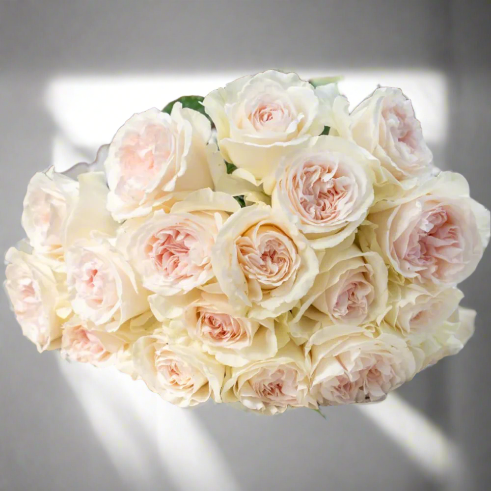 Xiang Sai Xue (Blush Snow) – Fragrant Pink-Apricot Chinese Rose (Own Root)