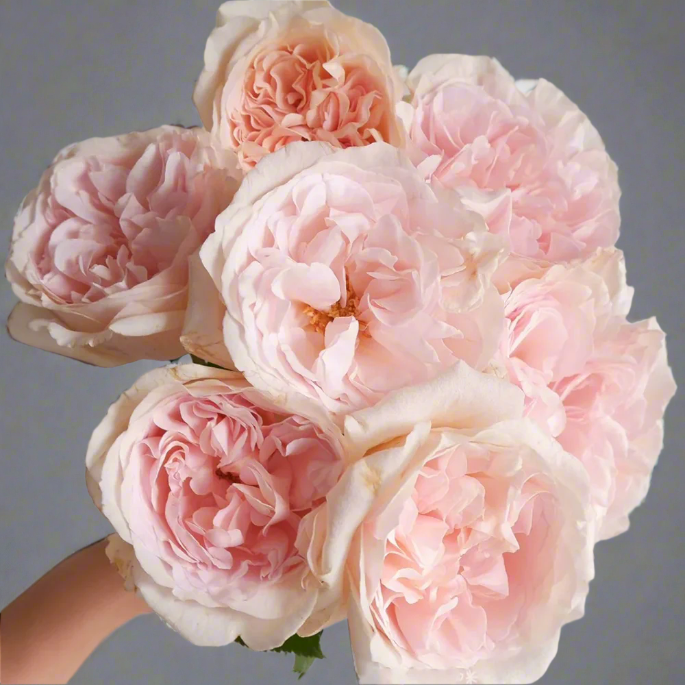 Xiang Sai Xue (Blush Snow) – Fragrant Pink-Apricot Chinese Rose (Own Root)