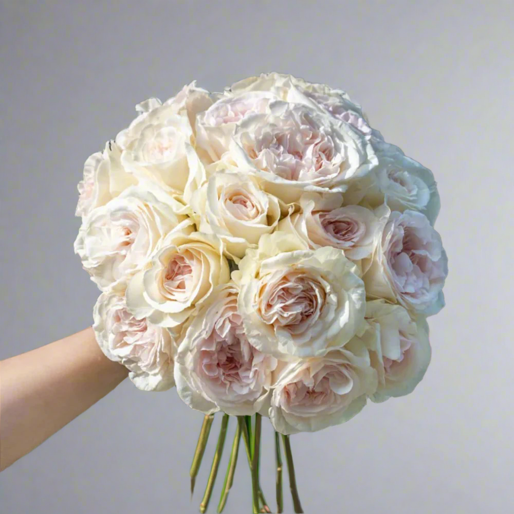 Xiang Sai Xue (Blush Snow) – Fragrant Pink-Apricot Chinese Rose (Own Root)
