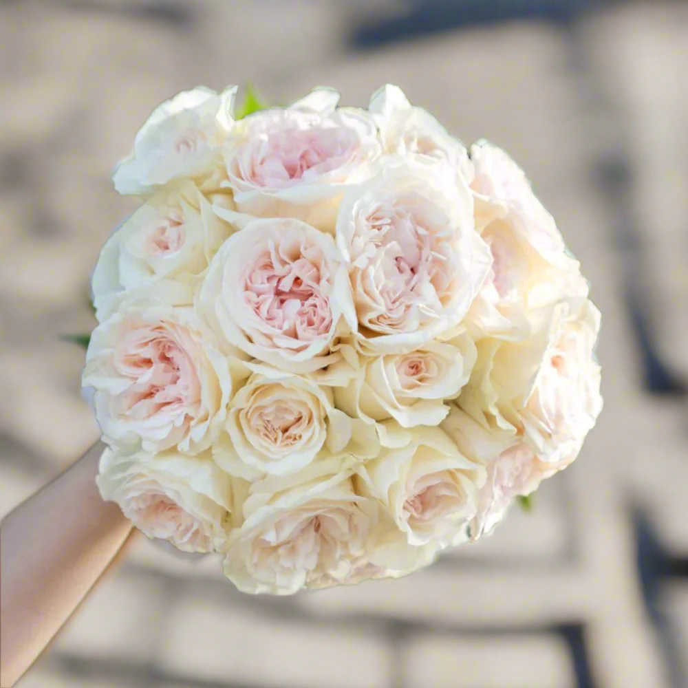 Xiang Sai Xue (Blush Snow) – Fragrant Pink-Apricot Chinese Rose (Own Root)