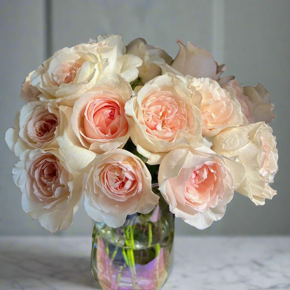 Xiang Sai Xue (Blush Snow) – Fragrant Pink-Apricot Chinese Rose (Own Root)
