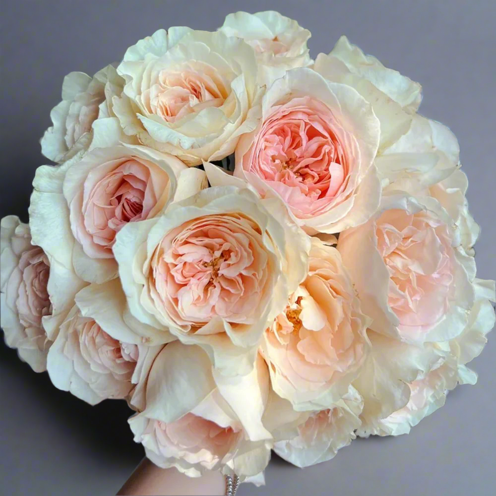 Xiang Sai Xue (Blush Snow) – Fragrant Pink-Apricot Chinese Rose (Own Root)
