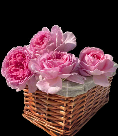 Xianji (仙姬) – Fragrant Pink Garden Shrub Rose from China (Own Root)
